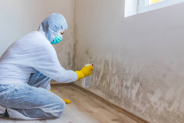 Licensed Black Mold Removal service in Bryantown, MD - WQB Mold Removal