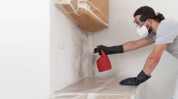 Professional Black Mold Removal technician working in Bryantown, MD