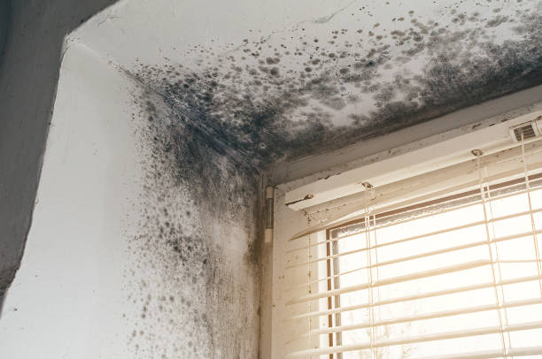 Affordable Black Mold Removal solutions in Bryantown, MD